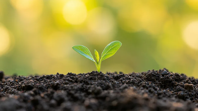 Small green seedling sprouting from dark soil with blurred green background