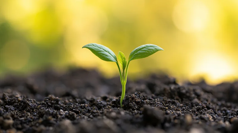 Small green seedling with three leaves sprouting from dark soil against a blurred yellow background