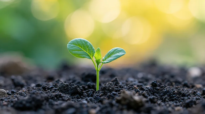 Small green seedling with three leaves sprouting from dark soil in a garden setting