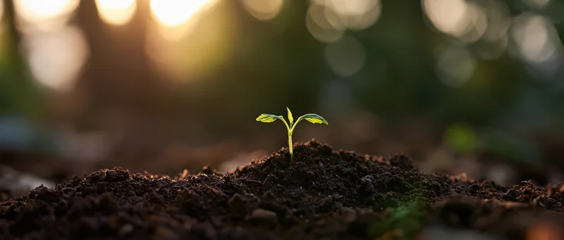 Small green seedling emerging from rich soil with sunlight in the background