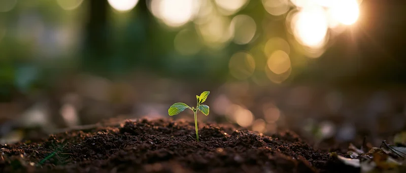 Small green seedling emerging from dark soil with sunlight filtering through blurred trees in background