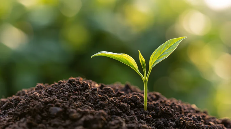 Small green seedling emerging from dark soil in a garden setting