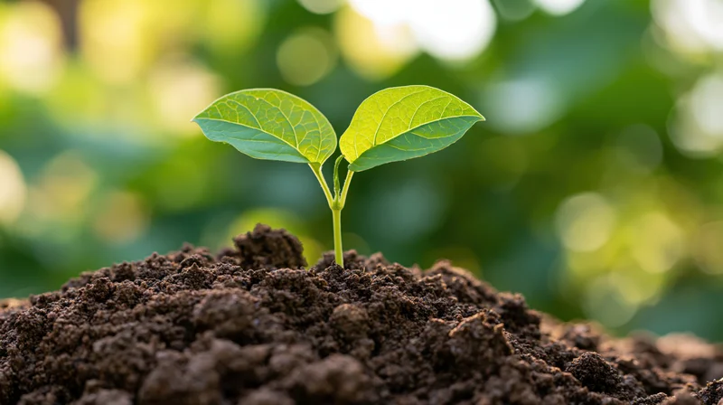 Small green seedling with two open leaves emerging from dark soil in a garden setting