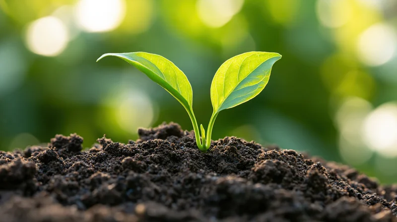 Small green seedling emerging from dark soil with blurred green foliage behind