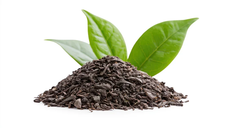 Pile of dried black tea leaves with fresh green leaves on white background