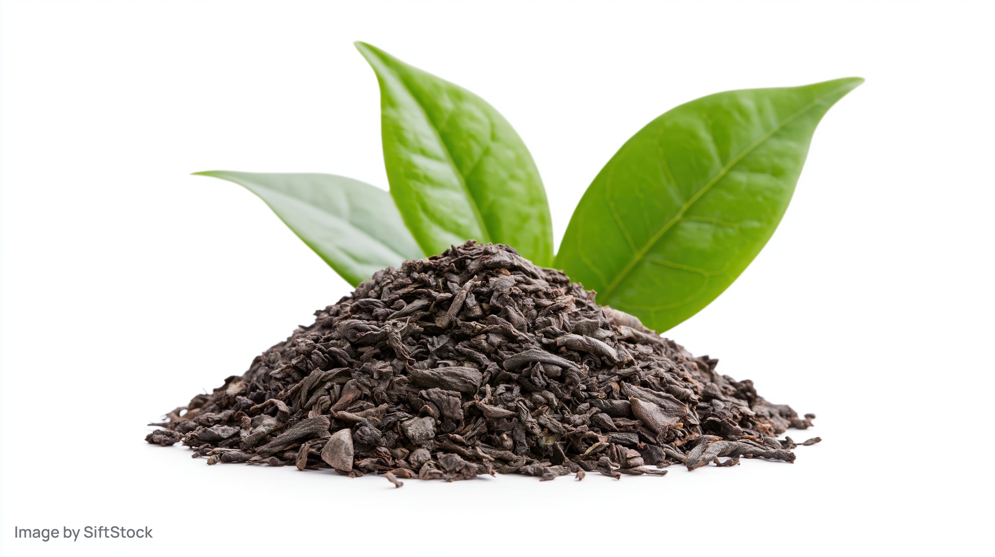Pile of dried black tea leaves with fresh green leaves on white background