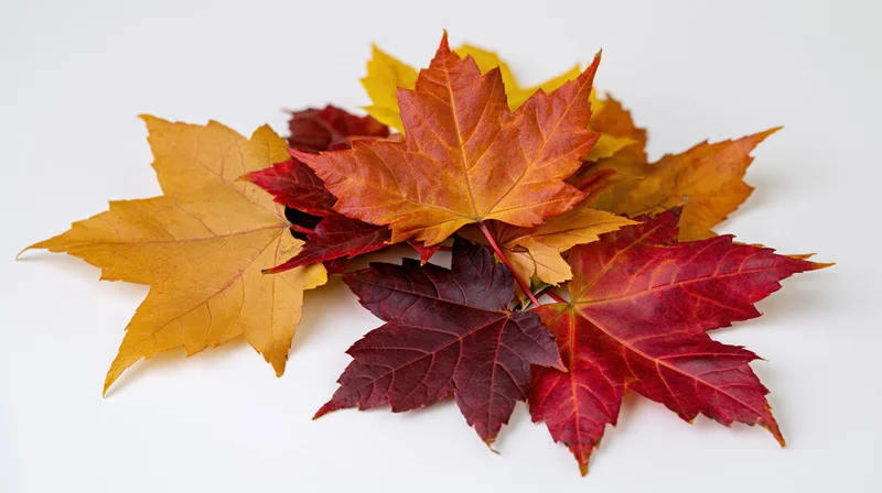 A pile of colorful autumn maple leaves arranged on a white surface