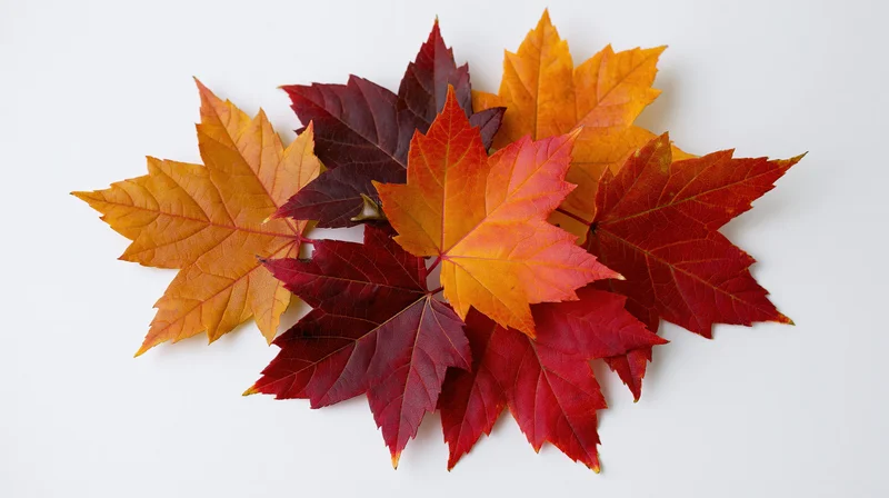 Autumn maple leaves arranged in a loose cluster on white surface