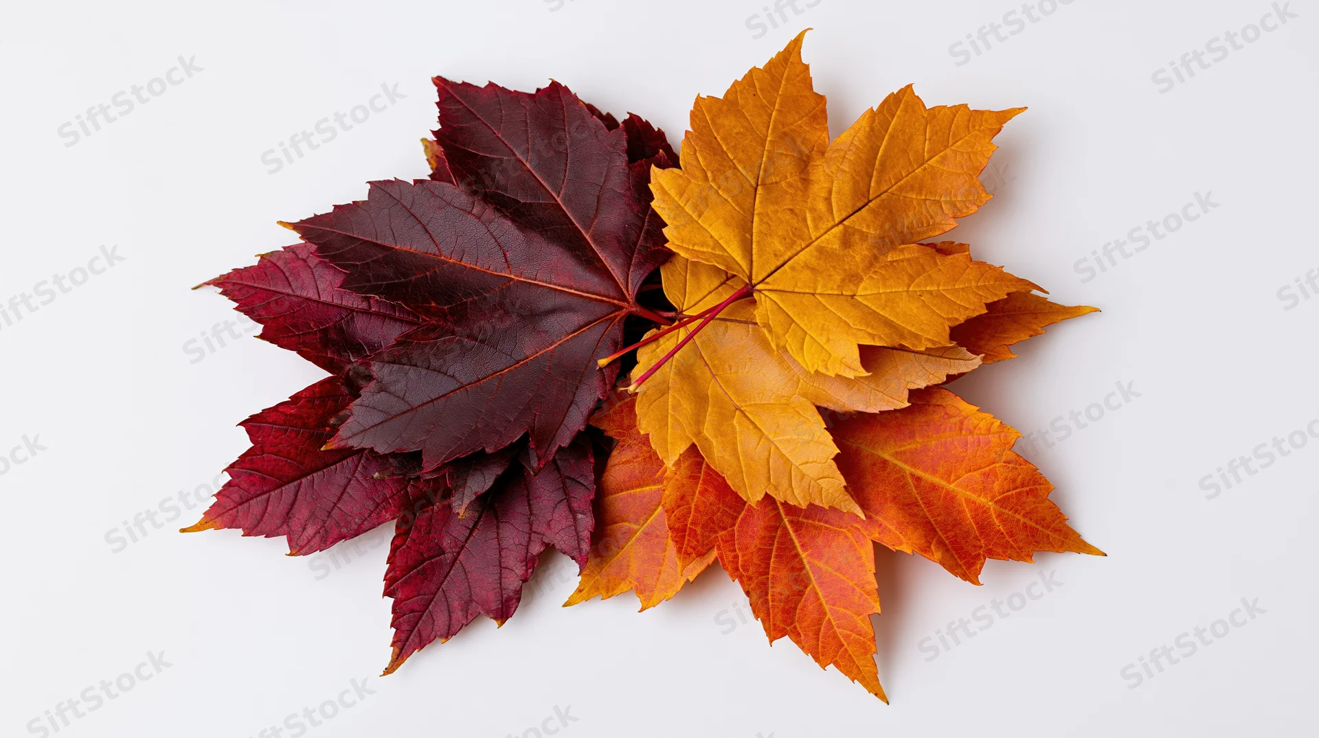 Autumn maple leaves arranged in a loose pile on white background