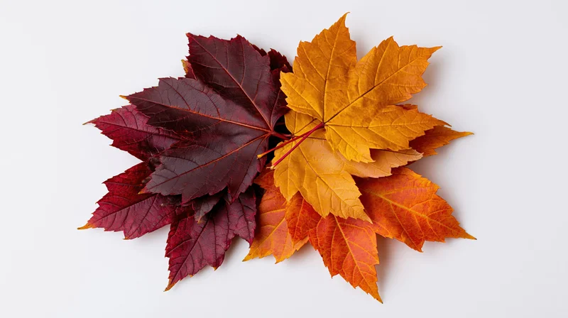 Autumn maple leaves arranged in a loose pile on white background