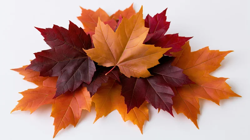 Pile of autumn maple leaves arranged in loose overlapping pattern on white surface