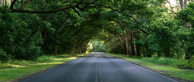 Straight asphalt road stretching into the distance under a dense tree canopy in a rural forest setting