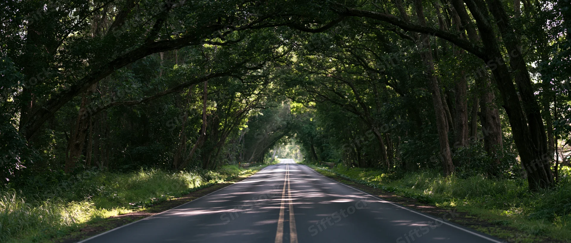 Straight asphalt road under tree canopy stretching into forest distance