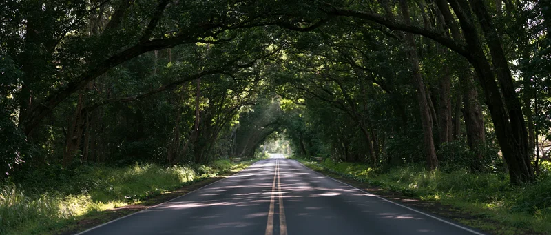 Straight asphalt road under tree canopy stretching into forest distance