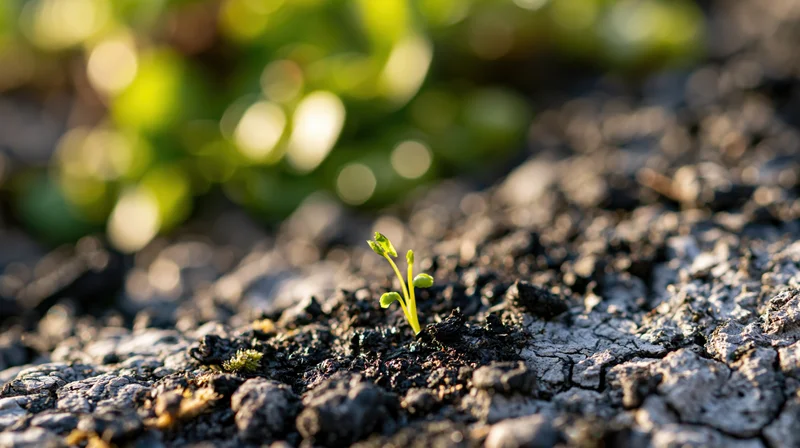 Tiny green seedling sprouting from cracked charred soil in natural outdoor setting