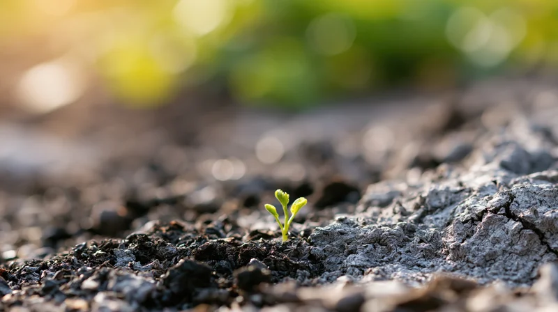 Tiny green seedling sprouting from charred soil in a natural outdoor setting