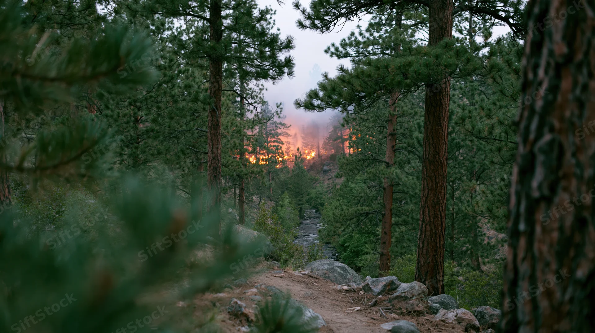 Wildfire burning in a dense pine forest on a hillside with a trail winding through trees and rocks