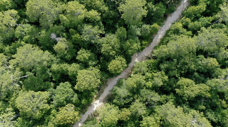 Aerial top-down view of a winding dirt path through dense green forest canopy