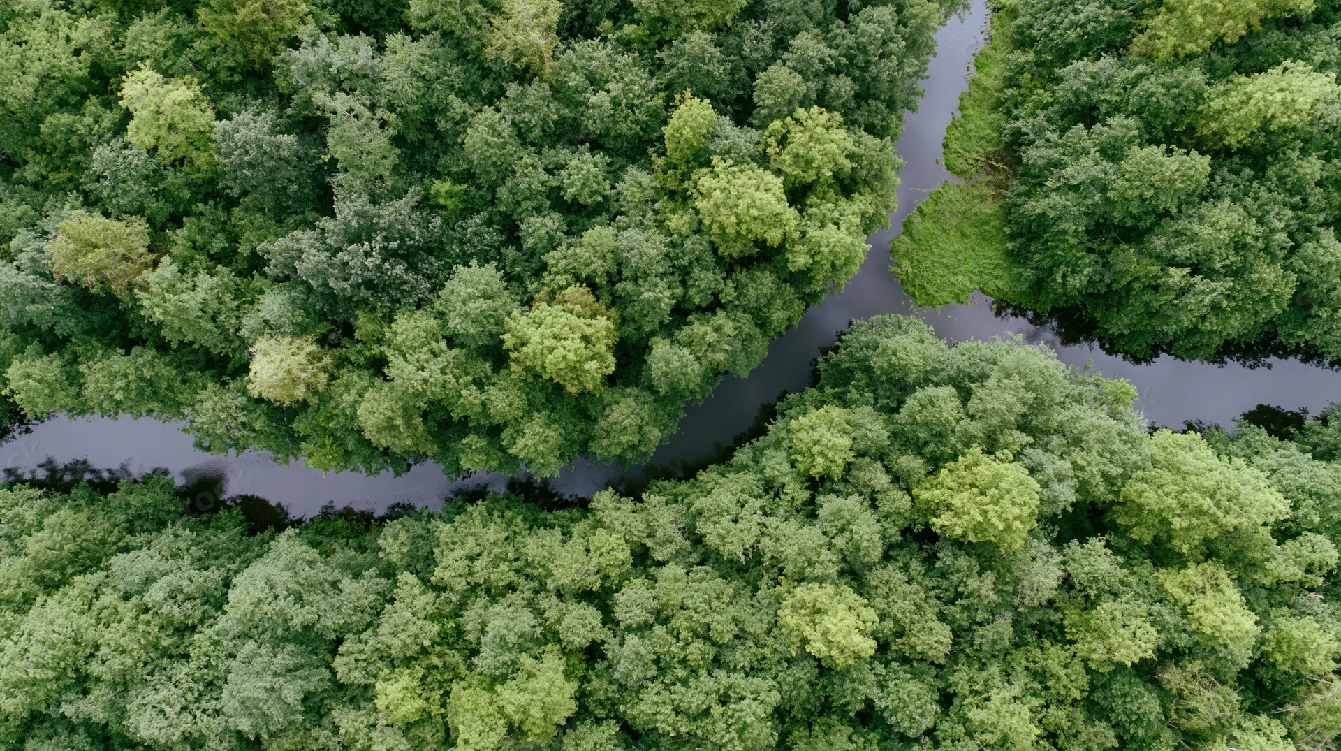 Aerial top-down view of a winding river flowing through dense green forest canopy
