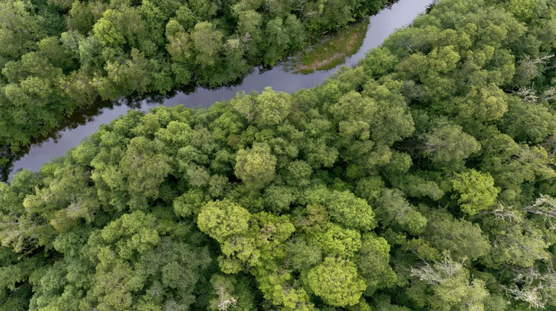 Aerial top-down view of a winding river through dense green forest canopy