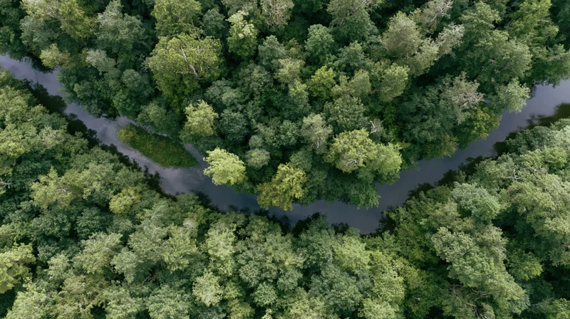 Aerial top-down view of a winding river cutting through dense green forest canopy