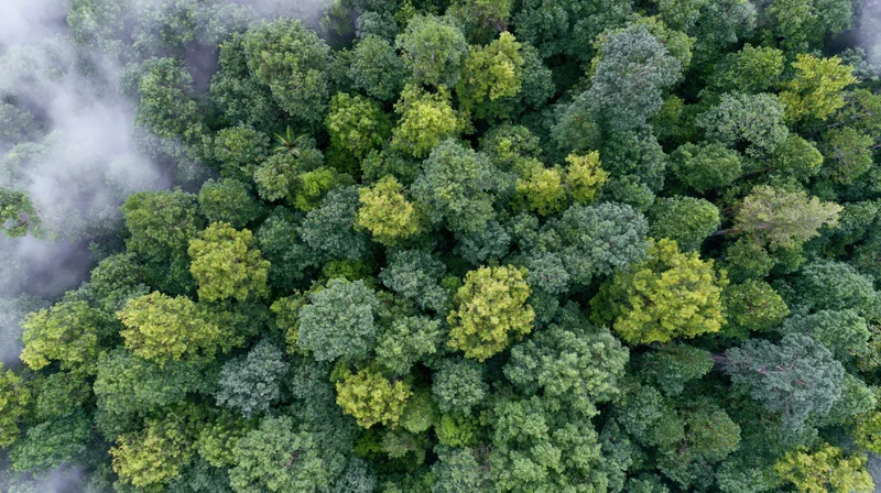 Aerial top-down view of dense forest canopy with mist swirling around treetops
