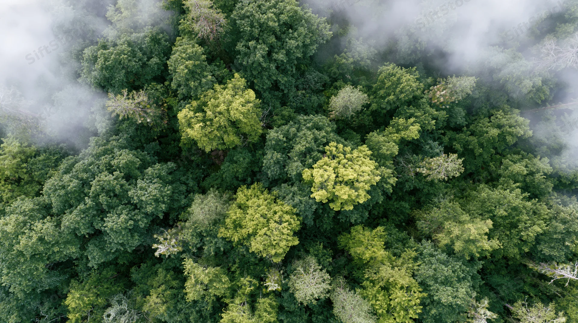 Aerial top-down view of dense temperate forest canopy with mist drifting through treetops