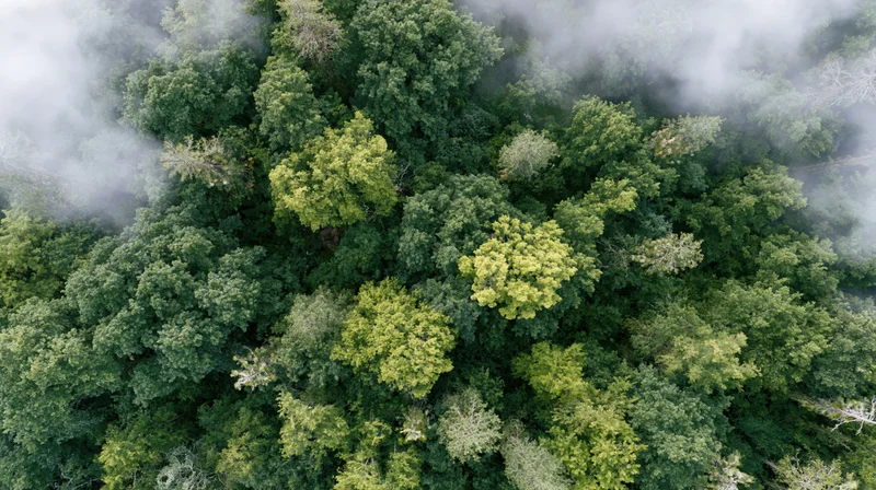 Aerial top-down view of dense temperate forest canopy with mist drifting through treetops