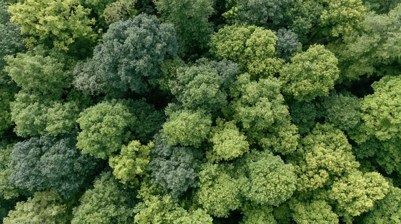 Aerial top-down view of dense deciduous forest canopy with lush green treetops