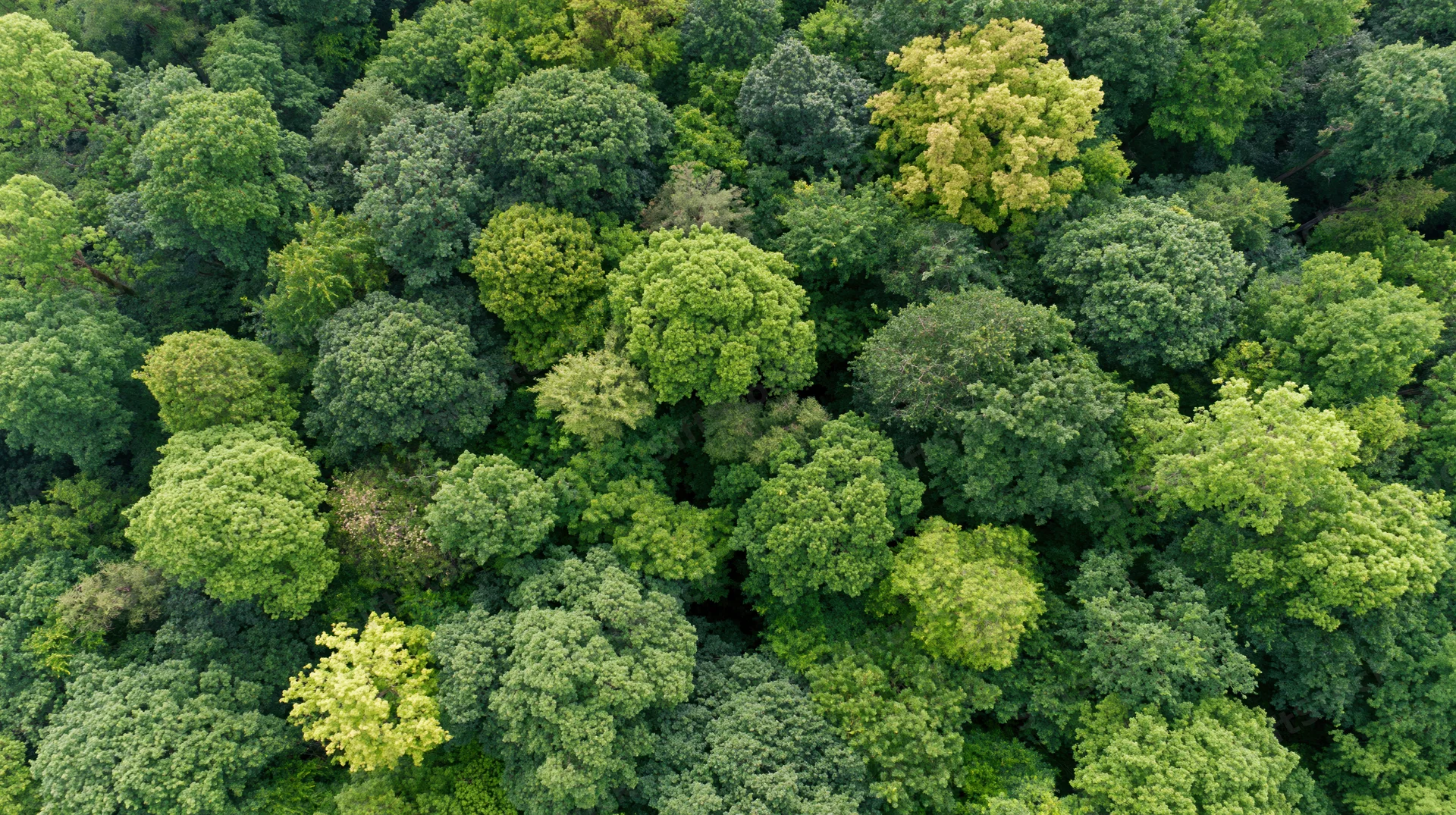 Aerial top-down view of dense deciduous forest canopy with lush green treetops