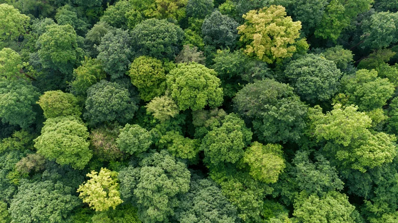 Aerial top-down view of dense deciduous forest canopy with lush green treetops