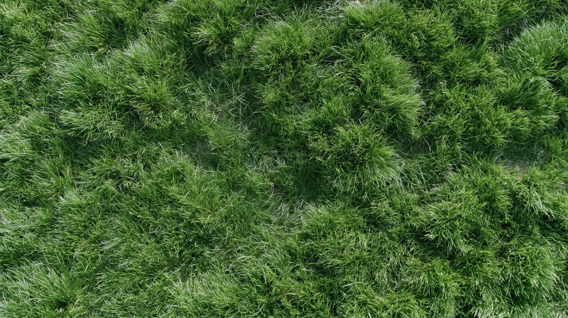 Aerial top-down view of dense green grass field filling the frame