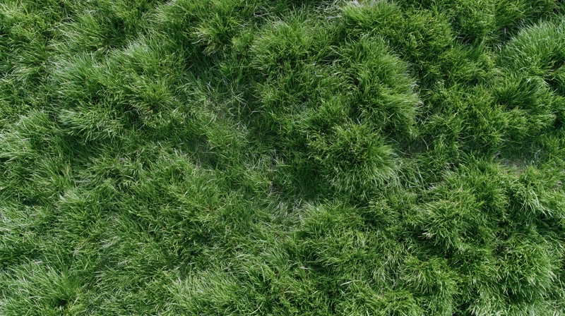 Aerial top-down view of dense green grass field filling the frame