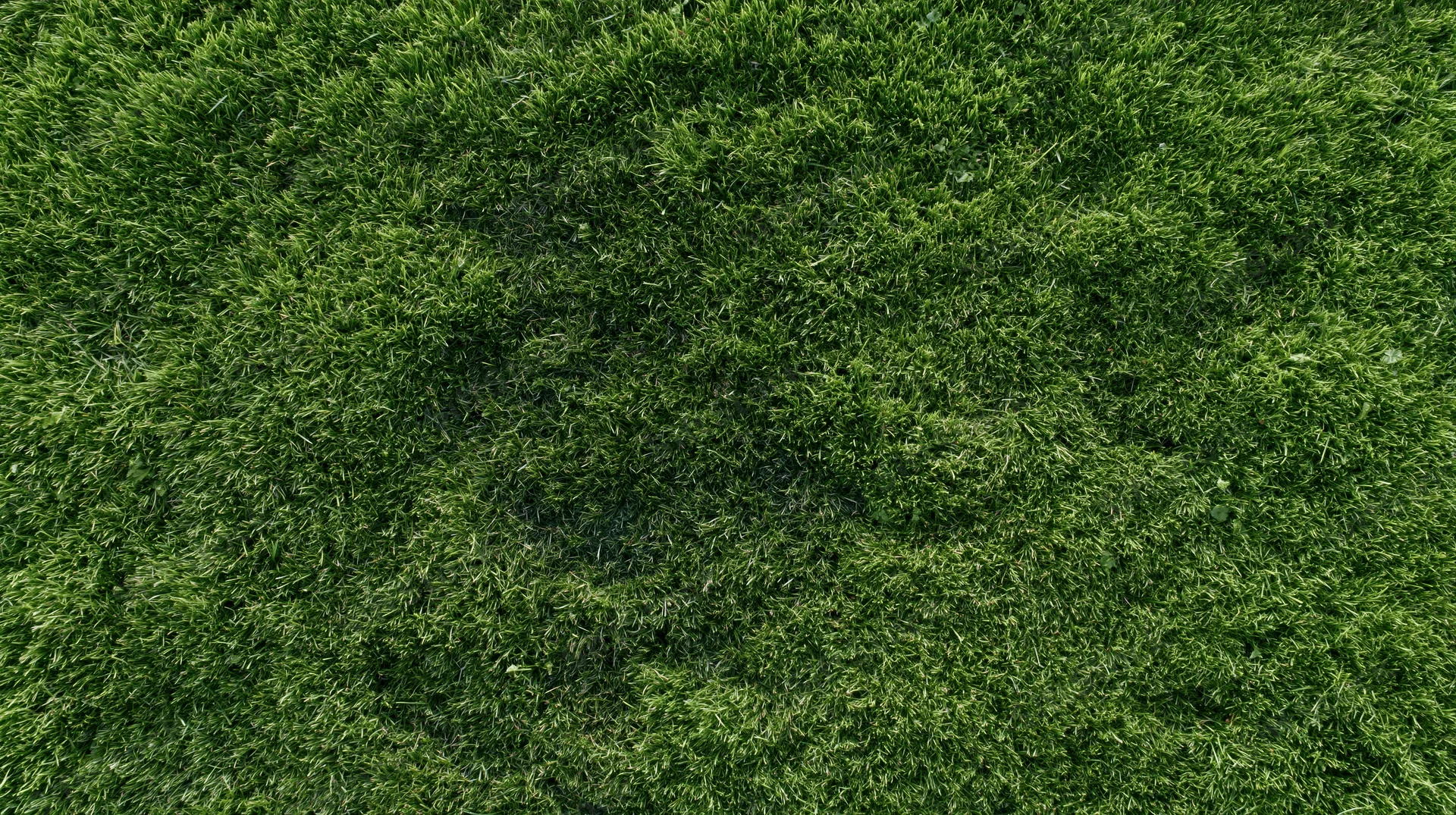Aerial top-down view of dense green grass field filling the frame
