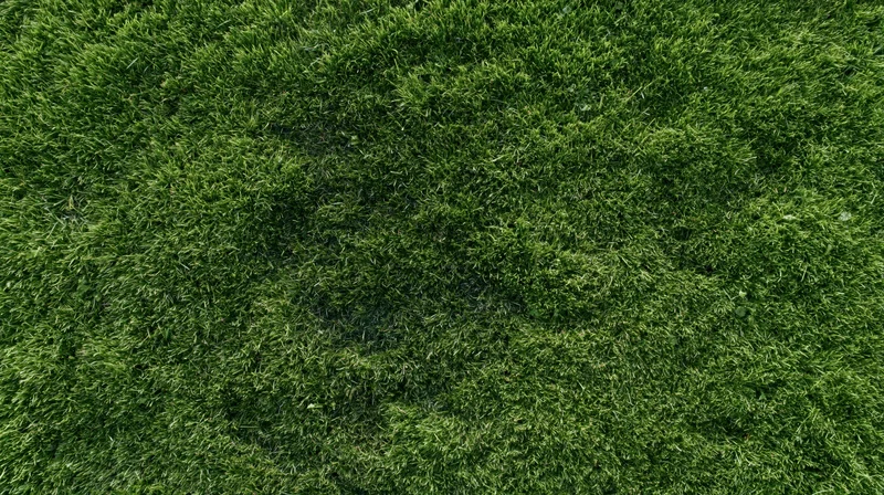 Aerial top-down view of dense green grass field filling the frame