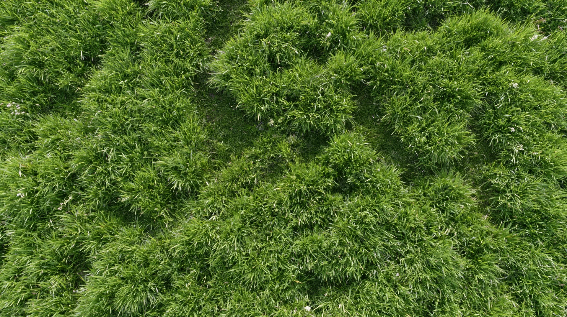 Aerial top-down view of dense green grass field filling the frame