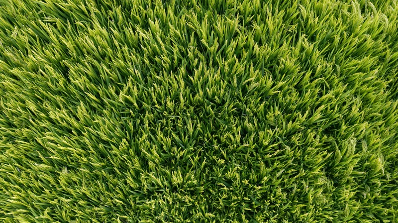 Aerial top-down view of a dense green rice paddy field