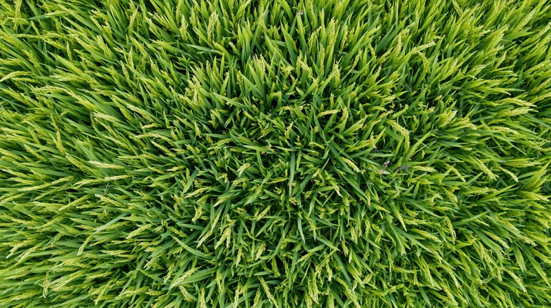 Aerial top-down view of a dense green rice paddy field