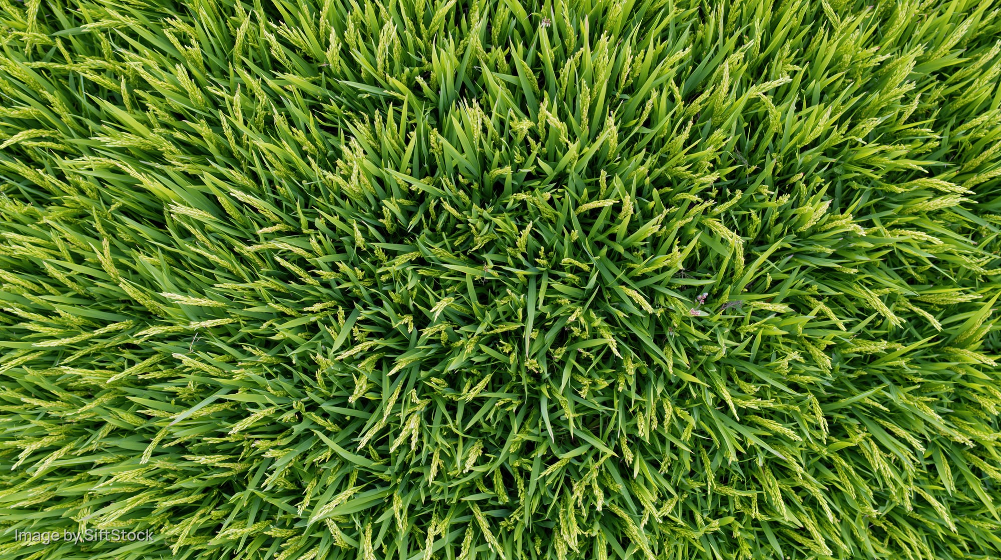 Aerial top-down view of a dense green rice paddy field