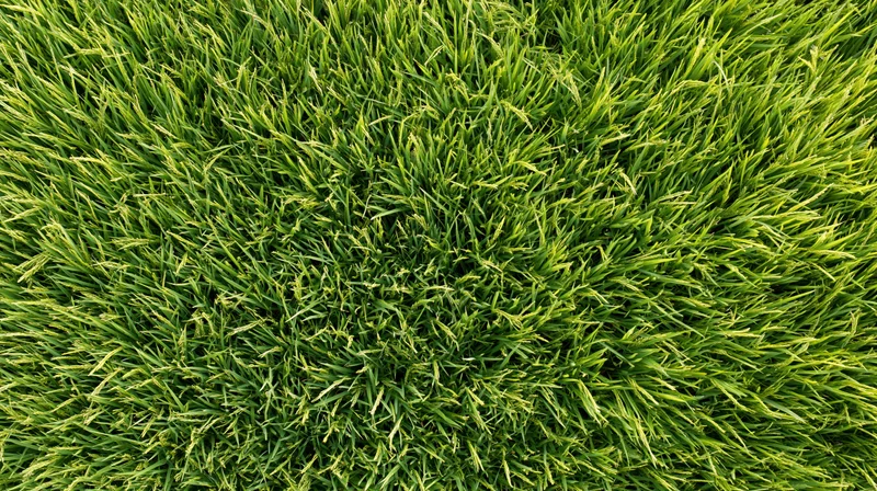 Aerial top-down view of a dense green rice paddy field