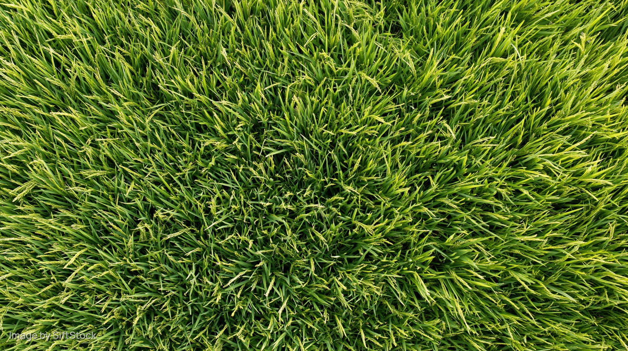 Aerial top-down view of a dense green rice paddy field