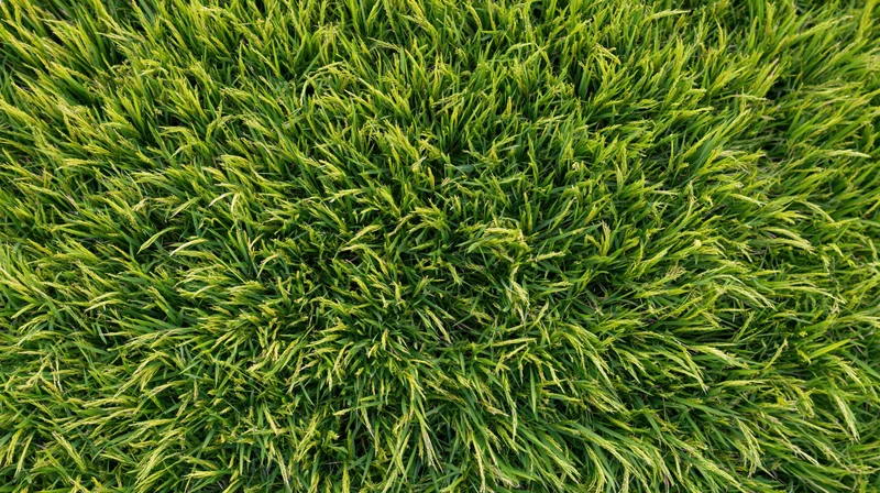 Aerial top-down view of a dense green rice paddy field