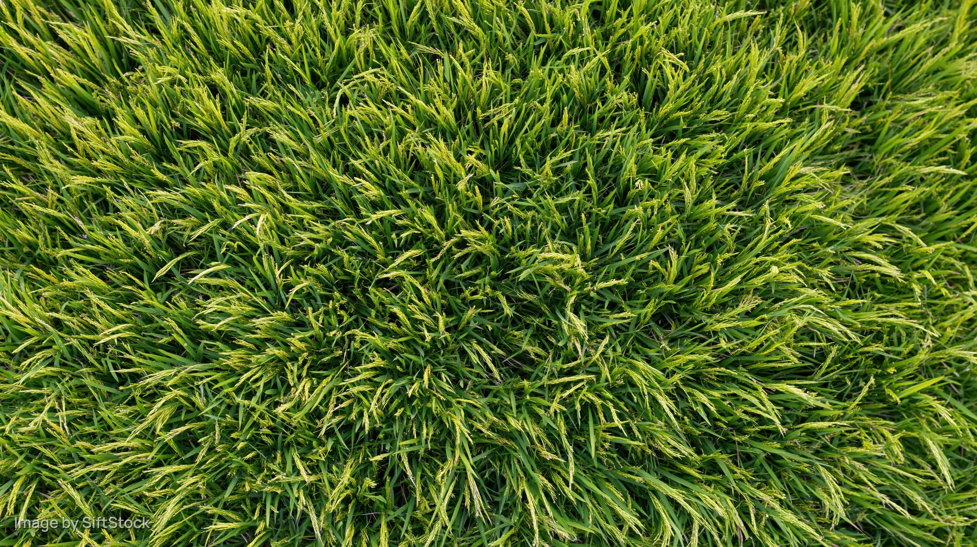 Aerial top-down view of a dense green rice paddy field
