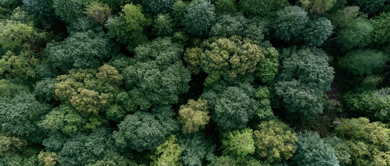 Aerial top-down view of dense temperate forest canopy filled with green trees and foliage