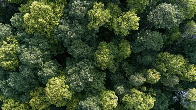 Aerial top-down view of dense temperate forest canopy with green foliage and treetops