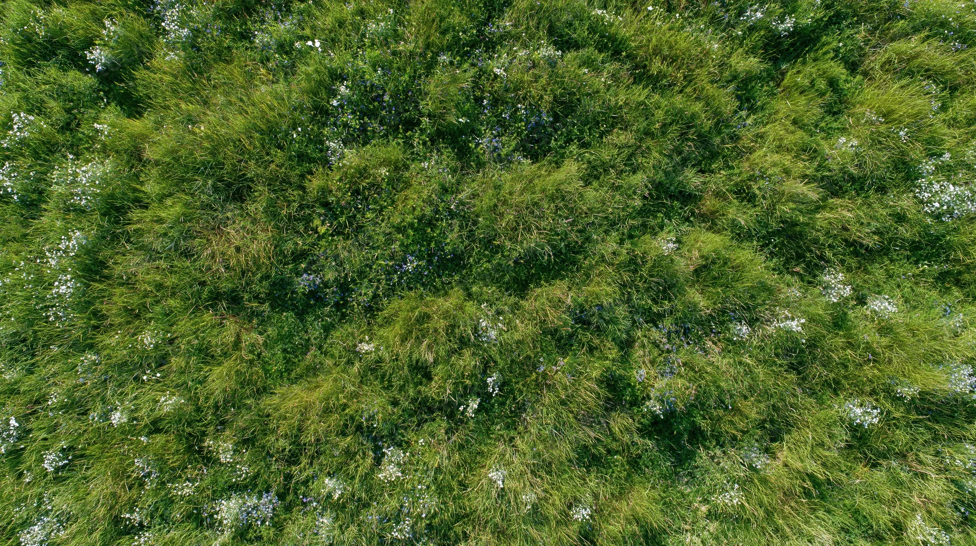 Aerial top-down view of a dense wild meadow filled with tall grass and scattered white and blue wildflowers