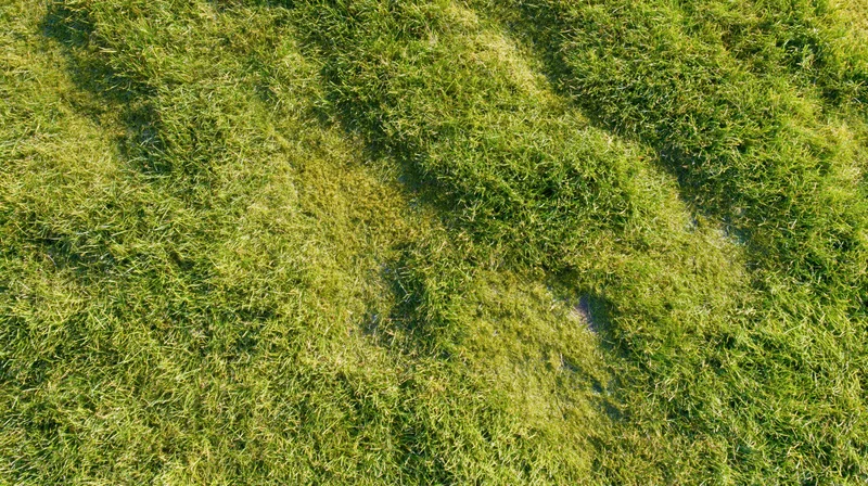Aerial top-down view of a mowed grass lawn under sunlight