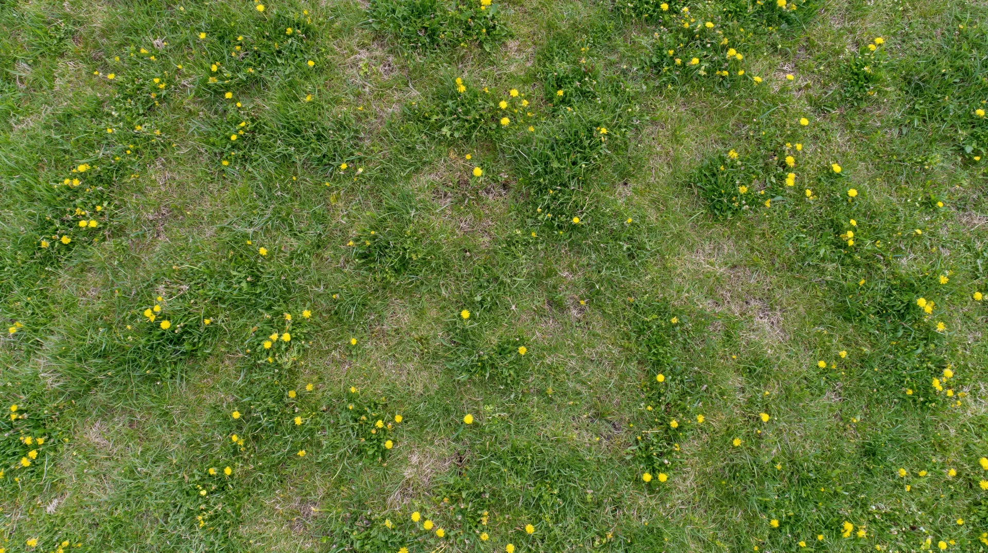 Aerial top-down view of a grassy meadow scattered with small yellow flowers