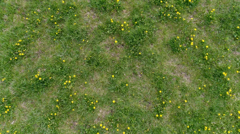Aerial top-down view of a grassy meadow scattered with small yellow flowers