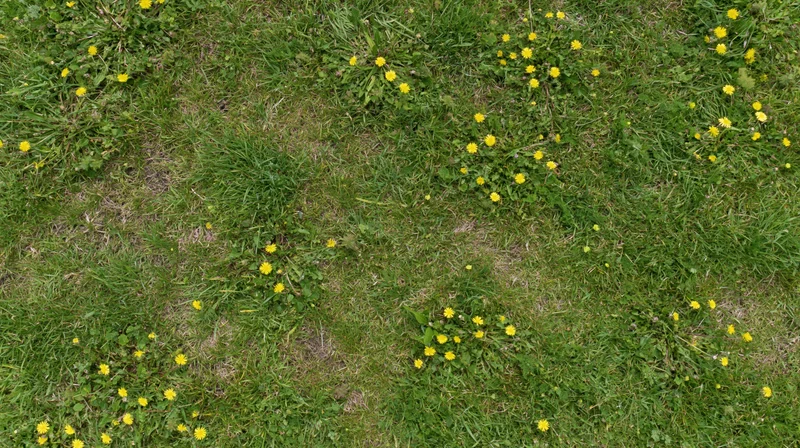 Top-down view of a grassy meadow scattered with small yellow dandelions